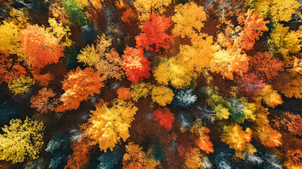 Fototapeta na wymiar Top view of amazing colorful deciduous autumn forest
