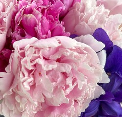 pink carnation flowers