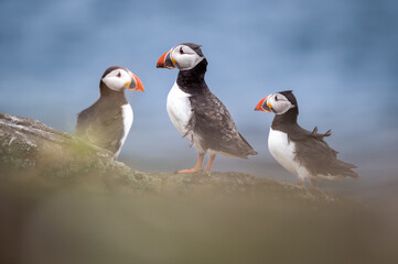Gang of Puffins