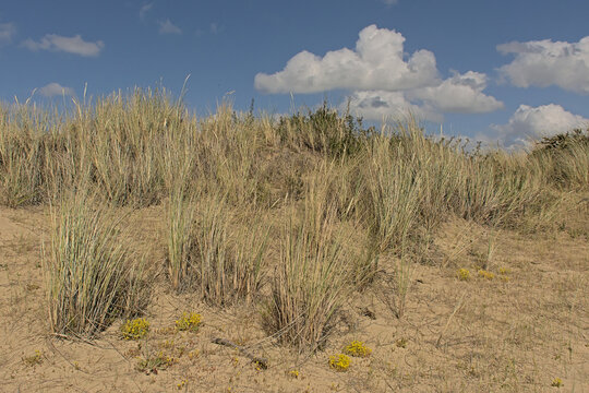 Flowering dune grass on a sunny day under a blue sky with fluffy clouds - Ammophila