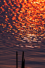 Dragonfly on Westlake, Hanoi under the sunset