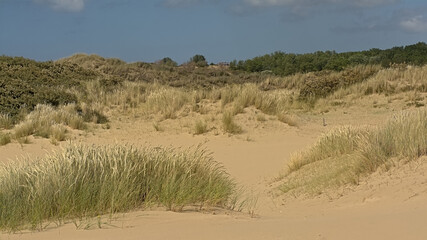 Dunes with grass and shrubs on a sunny day under a blue sky in De Westhoek nature reserve, De Panne, Flanders, Belgium