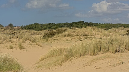Sunnydunes with trees and shrubs of `De Westhoek` nature reserve on a suny summer day , De Panne, Belgium
