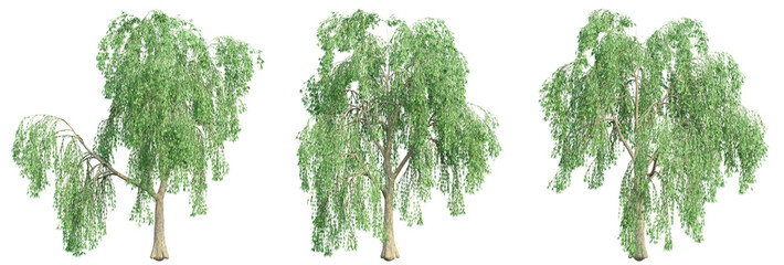 set of willow trees, 3D rendering, isolated on a transparent background. Perfect for illustration, digital  composition, and architecture visualization © ANDRIBENKY