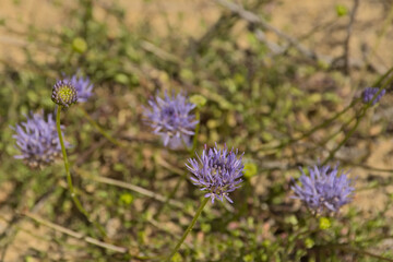 Blue bonnet fowers in the sand - Jasione montana