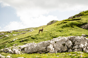 kozica na łące w górach Durmitor, Czarnogóra, Montenegro, Europe