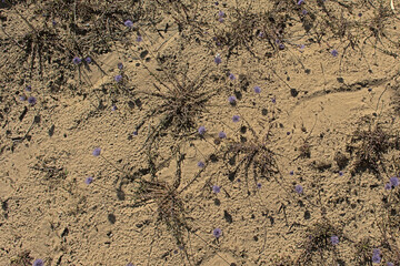 Blue bonnet fowers in the sand - Jasione montana