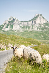 owce na pastwisku, Durmitor, góry, Czarnogóra, Montenegro, Europe, baran © sarns