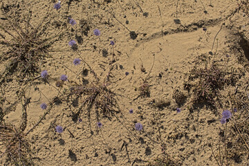 Blue bonnet fowers in the sand - Jasione montana