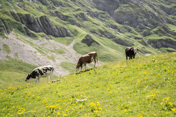 krowy na łące w górach, Durmitor, Czarnogóra, Montenegro, Europe