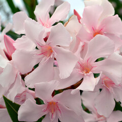 Pink flowers of Nerium oleander pattern