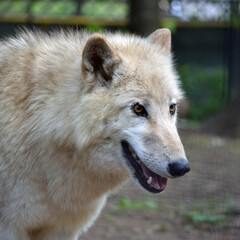 Сlose-up portrait of a wolf
