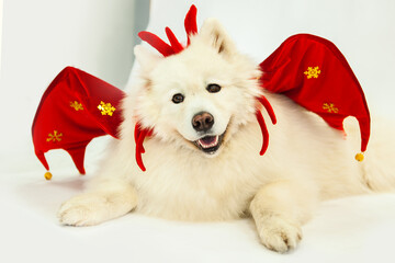 Samoyed dog in the New Year image of a dragon, with wings and a decoration in the form of horns on its head. New year concept 2024 year of the dragon according to the Chinese horoscope.