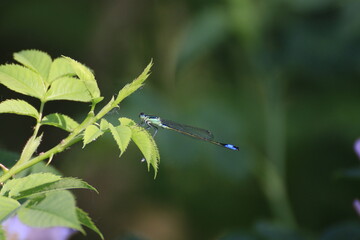 Libelle (Odonata)