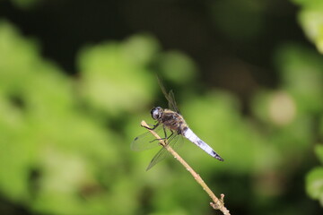 Libelle (Odonata)