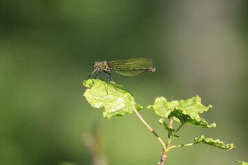 Libelle (Odonata)