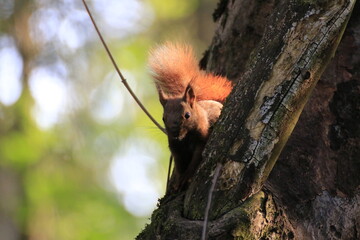 Eichhörnchen (Sciurus)