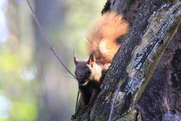 Eichhörnchen (Sciurus)