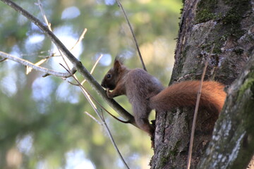 Eichhörnchen (Sciurus)