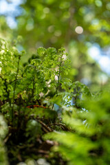 Focussed plants and defocussed background in forest at Ulva Island, New Zealand