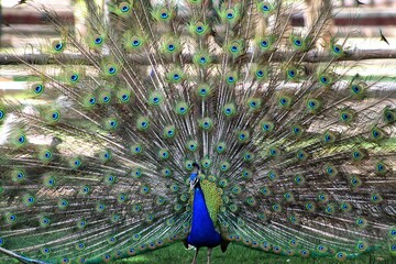 peacock with feathers out of focus