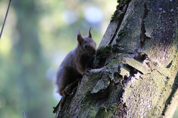 Eichhörnchen (Sciurus)