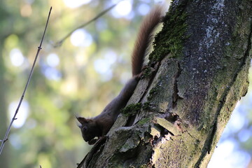 Eichhörnchen (Sciurus)