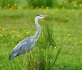 Graureiher (Ardea cinerea) an einem Grasbüschel auf einer Wiese mit gelben Blumen - Insel Usedom, Deutschland