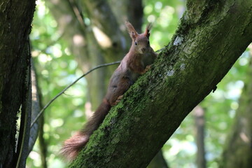 Eichhörnchen (Sciurus)