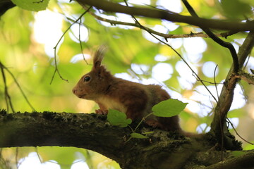Eichhörnchen (Sciurus)