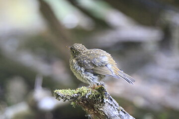 Singammer (Melospiza melodia)