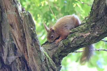 Eichhörnchen (Sciurus)