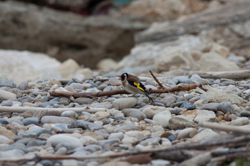 Little bird