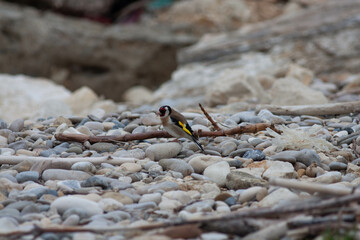 Little bird