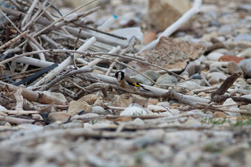 Little bird in the wilderness