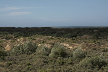 the dunes of `De Westhoek` nature reserve, De Panne, Belgium