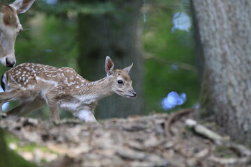 Reh (Capreolus capreolus)