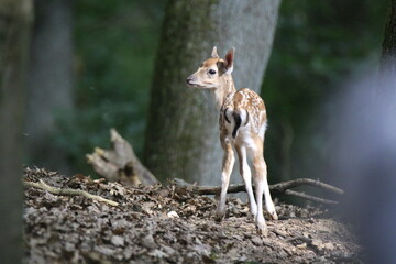 Reh (Capreolus capreolus)