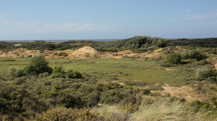 Fototapeta na wymiar the dunes of `De Westhoek` nature reserve, De Panne, Belgium