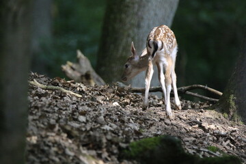 Reh (Capreolus capreolus)