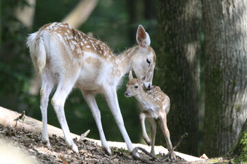 Reh (Capreolus capreolus)
