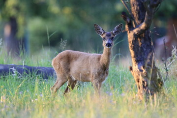 Reh (Capreolus capreolus)