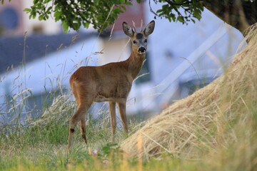 Reh (Capreolus capreolus)