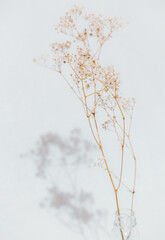 dried flower with shadow white background