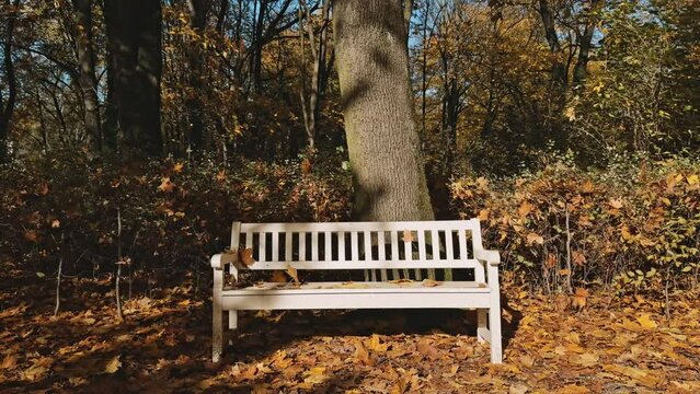 A bench in the park on the background of yellow autumn trees 