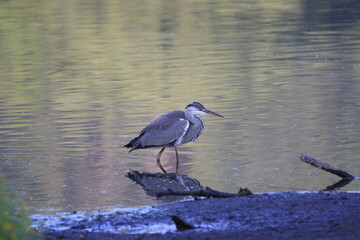 Graureiher (Ardea cinerea)