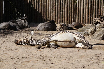 Nahaufnahme Zebra auf der Seite liegend im Sand vor einer Bretterwand