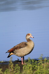 Nilgans (Alopochen aegyptiaca)