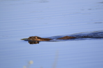 Nutria (Myocastor coypus)