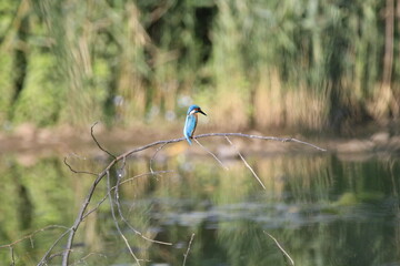 Eisvogel (Alcedo atthis)